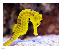 Birch Aquarium Fine Art Print