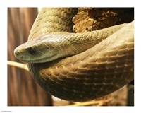 Black Mamba Fine Art Print