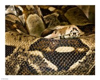Boa Constrictor Fine Art Print