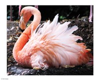 Broedende Rode Flamingo Fine Art Print