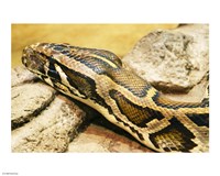 Burmese Python Head Fine Art Print