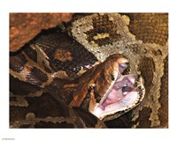 Burmese Python Fine Art Print