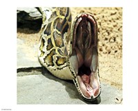 Burmese Python Fine Art Print