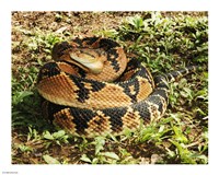 Bushmaster Snake Fine Art Print