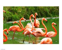 Caribbean Flamingo Fine Art Print