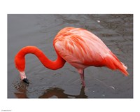 Caribbean Flamingo at Slimbridge Arp Fine Art Print