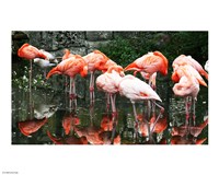 Caribbean Flamingo Phoenicopterus Ruber Fine Art Print