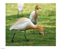 Cattle Egret Bubulcus Ibis Fine Art Print