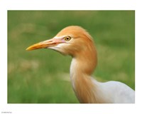 Cattle Egret Bubulcus Ibis Fine Art Print