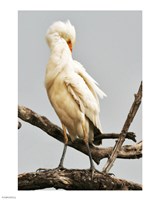 Cattle Egret Bubulcus Ibis Preening Fine Art Print