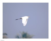 Cattle Egret Flight Fine Art Print
