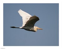 Cattle Egret Fine Art Print