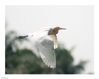 Cattle Egret Fine Art Print