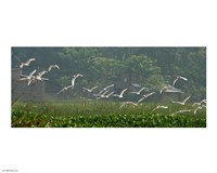 Cattle Egrets Fine Art Print