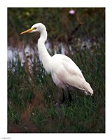 CattleEgret Fine Art Print