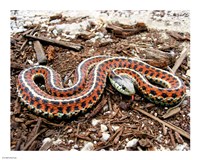 Coast Garter Snake Fine Art Print