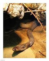 Cobra Fine Art Print