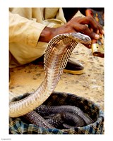 Cobra in Basket Fine Art Print