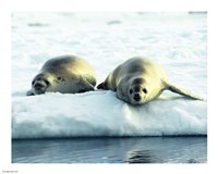 Crabeater Seals Fine Art Print