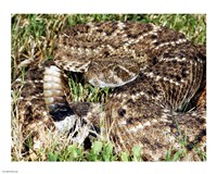 Crotalus Atrox Fine Art Print