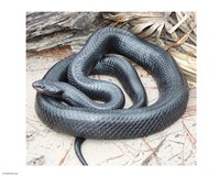 Eastern Indigo Snake Fine Art Print