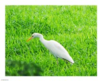 Egret In Field Fine Art Print