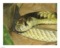 Egyptian Cobra Fine Art Print