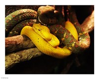 Eyelash Pit Viper Fine Art Print