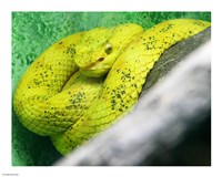 Eyelash Viper Bothriechis Schlegelii Fine Art Print