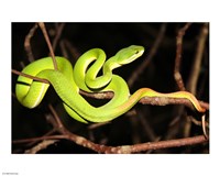 Eyelash Viper Fine Art Print