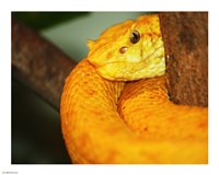 Eyelash Viper Fine Art Print