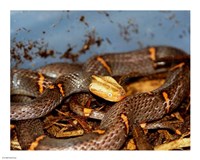 Feas Viper Fine Art Print