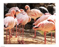 Flamingos Standing Together Fine Art Print
