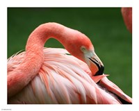 Flamingo Grooming Fine Art Print