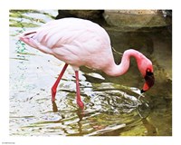 Flamingo in River Fine Art Print