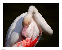 Flamingo Blijdorp Fine Art Print