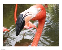 Florida Flamingo Fine Art Print