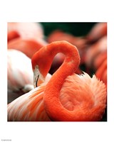 Flamingo National Zoo Fine Art Print