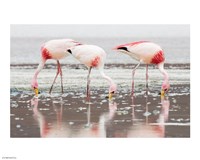 Flamingos Searching for Food Fine Art Print