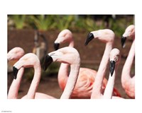 Flamingo Flock Fine Art Print