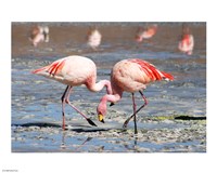 Flamingos Laguna Colorada Fine Art Print