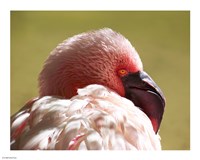 Flamingos Face Close Up Fine Art Print