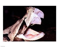 Gabon Viper Fangs Fine Art Print
