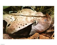 Gabon Viper Head Fine Art Print