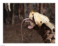 Gaboon Viper Rhinoceroceros Fine Art Print