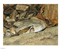Gaboon Viper Fine Art Print