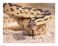 Gohper Snake - various sizes