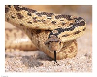 Gohper Snake Fine Art Print