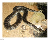 Green Anaconda Fine Art Print