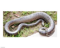 Green Anaconda Fine Art Print
